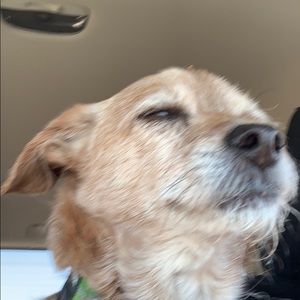 Meet your Posher, Jeanine